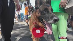 Camogli, 65esima edizione del premio internazionale della fedeltà del cane
