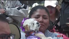 Bolivia, cani benedetti in chiesa per la festa di San Roche