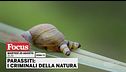 Parassiti: i criminali della natura