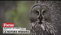 La natura insegna!