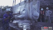 Chiude un parco marino in Canada: delfini e beluga salvati dall'acquario di Valencia