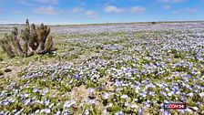 Nel deserto di Atacama sono sbocciati i fiori