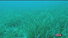 Sardegna, gli yacht stanno distruggendo la Posidonia