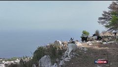Anacapri e le caprette della discordia