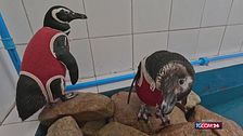 Tute di rame per pinguini feriti: la geniale trovata salvavita arriva dal Cile