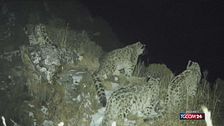 Quattro leopardi delle nevi insieme: il raro ed eccezionale avvistamento