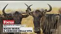 Masai Mara - Il cerchio della vita