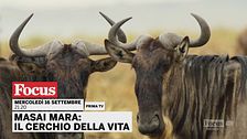 Masai Mara - Il cerchio della vita