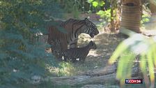 In uno zoo vicino ad Atene nascono tre cuccioli di tigre di Sumatra