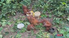 Trovati in India cinque cuccioli di orango: sospetto traffico di animali