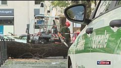 Albero caduto a Milano, l'edicolante: "Tragedia annunciata, diverse le segnalazioni"