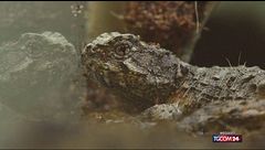 Ecuador, torna l'incubo del traffico di animali esotici dalle Galapagos