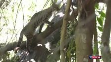 Le prime immagini del Tilcayo, una nuova specie di felino