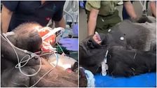 Bakari, il gorilla 21enne passa... un check-up medico completo