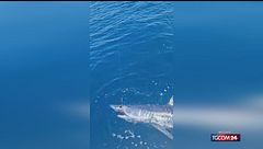 Squalo mako si aggancia all'amo del campione di pesca Marco Volpi: la "lotta" durata 50 minuti