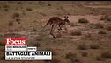 Battaglie animali