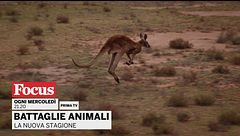 Battaglie animali