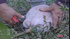 È arrivata la stagione della zucca: tante ricette dal salato al dolce