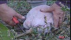 È arrivata la stagione della zucca: tante ricette dal salato al dolce