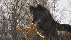 Predatori e prede: l'eterna sfida
