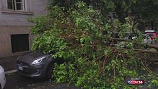 Roma, albero crolla in via Filangieri vicino a Piazza del Popolo