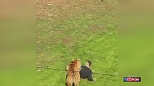 Regno Unito, uomo aggredito da una tigre allo Yorkshire Wildlife Park