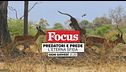 Predatori e prede - L'eterna sfida