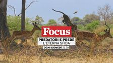 Predatori e prede - L'eterna sfida