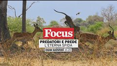 Predatori e prede - L'eterna sfida