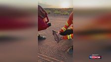 Armadillo assetato chiede aiuto: i vigili del fuoco gli danno da bere