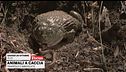 Animali a caccia: trappole e imboscate