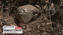 Animali a caccia: trappole e imboscate