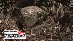 Animali a caccia: trappole e imboscate