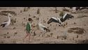 Storm boy - Il ragazzo che sapeva volare
