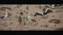 Storm boy - Il ragazzo che sapeva volare
