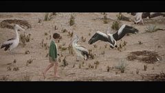 Storm boy - Il ragazzo che sapeva volare
