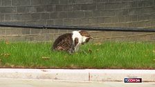 Il gatto Larry è salvo: riuscito l'intervento al (vero) numero uno di Downing Street