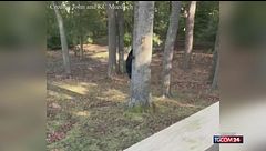 Cagnolino "sfida" un orso e lo costringe a rifugiarsi su un albero