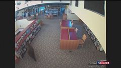 California, le telecamere di sicurezza inquadrano l'orso a "passeggio" in biblioteca