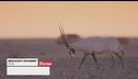 Oman: meraviglie naturali d'Oriente