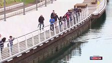 Corea del Sud, squalo bloccato in un canale diventa un'attrazione