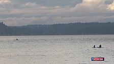 Seattle, lo spettacolo delle orche che nuotano al tramonto