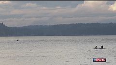 Seattle, lo spettacolo delle orche che nuotano al tramonto