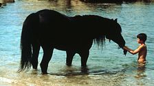The Black Stallion