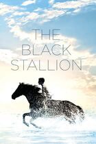 The Black Stallion