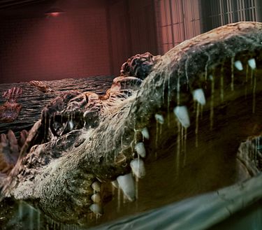 Alligator