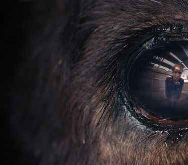Trailer - Animale