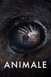 Trailer - Animale