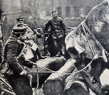 ep.0 - Animali Nella Grande Guerra