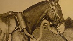 ep.0 - Animali Nella Grande Guerra